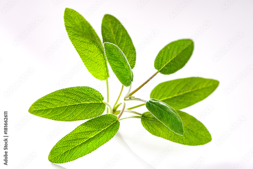 Salvia Salvia