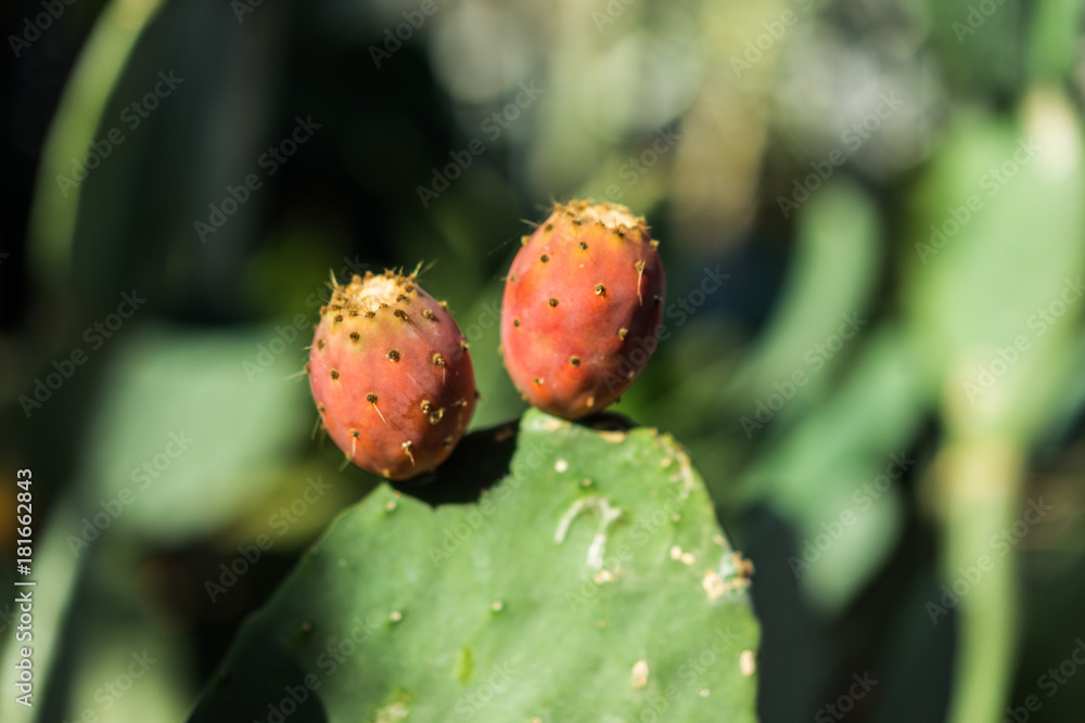 cactus opuntia ficus indica succulent with red fruit bud cactus opuntia ficus indica succulent with red fruit bud