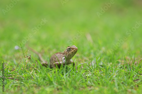  funny little lizard crawl and hunt in the green meadow of lush grass