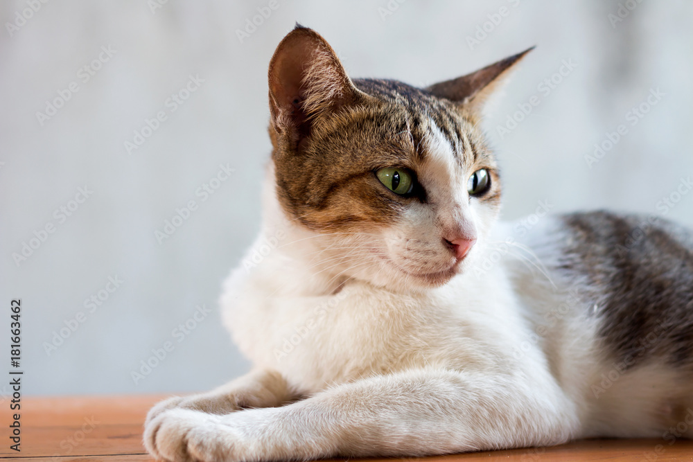 Cute cats are looking at something. Cute cats are looking at something.