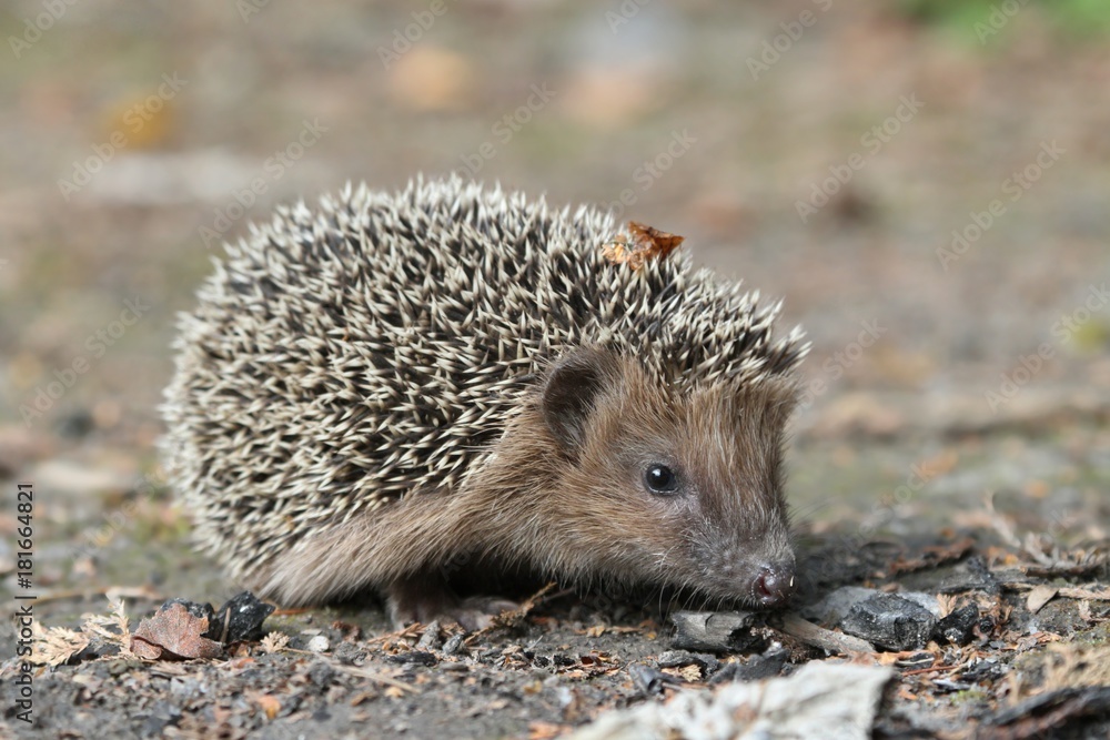 West European hedgehog on the ground. Common hedgehog West European hedgehog on the ground. Common hedgehog