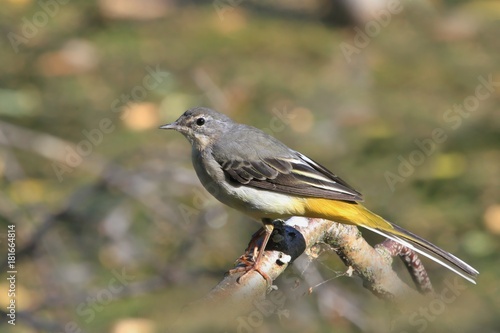 A young grey wagtail sitting on a branch above water