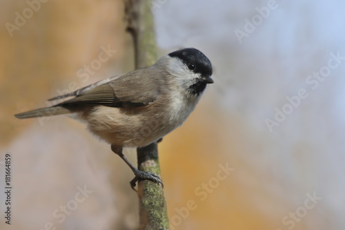 Marsh tit sitting on the branch with blue and yellow background. 