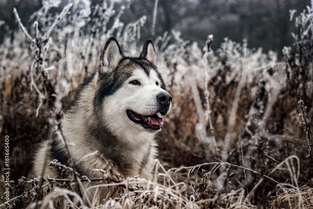 Fototapeta premium Alaskan Malamute