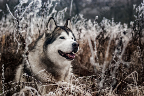 Alaskan Malamute