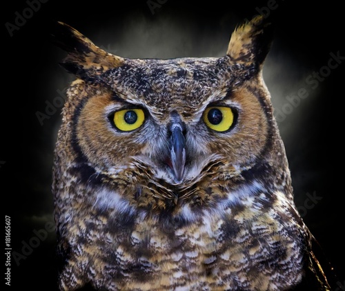 Portrait of a great horned owl
