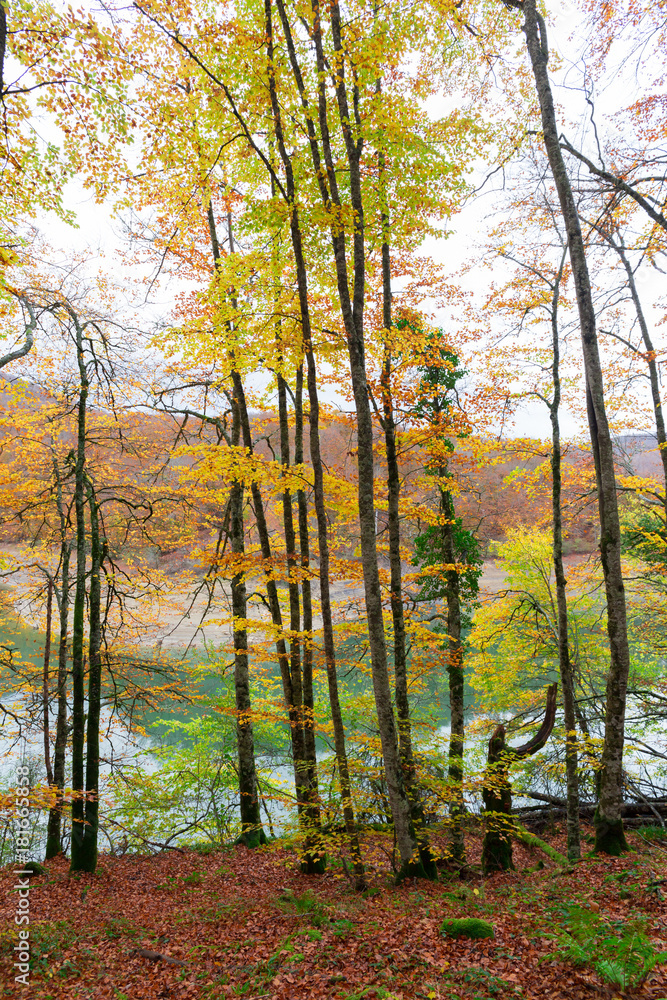 Fototapeta premium Selva de Irati, Navarra, Spain