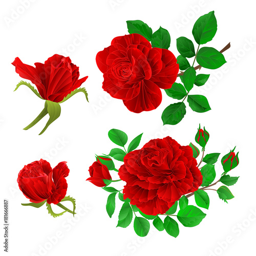 Red roses with buds and leaves vintage  on a white background set first vector illustration editable hand draw