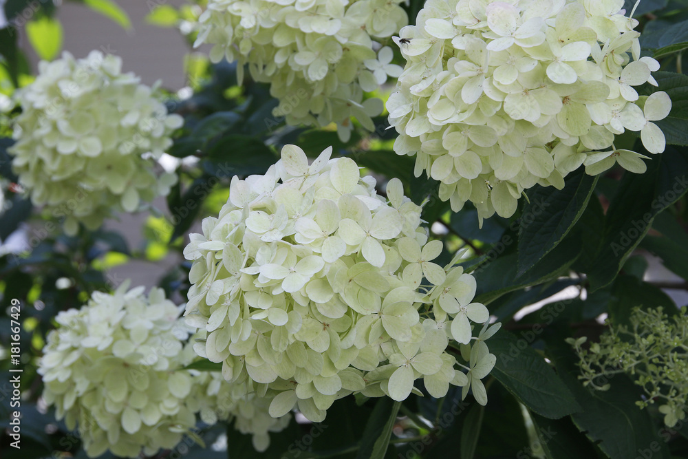 Hortensien Blüten im Garten Hortensien Blüten im Garten