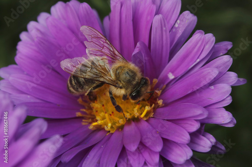 Honigbiene, Apis, auf Blüte