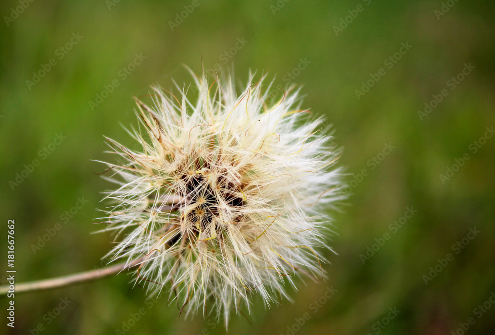 Dandelion on field