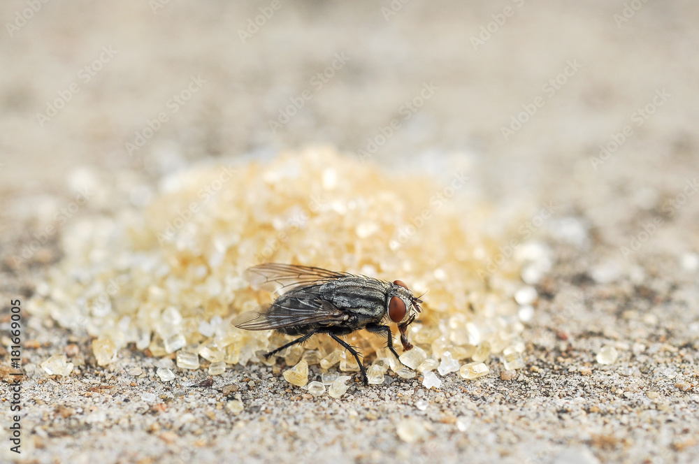 Fly eating brown and white sugar on the floor