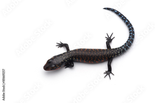 The true fire skink isolated on white background