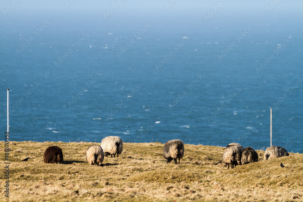 Sheeps at Heligoland