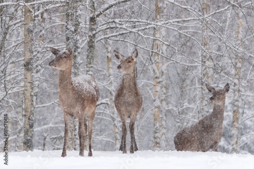Fototapeta Naklejka Na Ścianę i Meble -  Three  Snow-Covered Female  Red Deer ( Cervidae ) Stand On The Outskirts Of A Snow-Covered Birch Forest. Let It Snow: Noble Deer (Cervus Elaphus ) During A Heavy WInter Snowfall With Poor Visibility