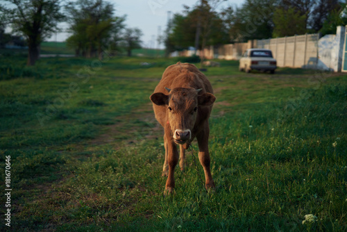 Cow  farming  livestock  corral  farm  animals  pets