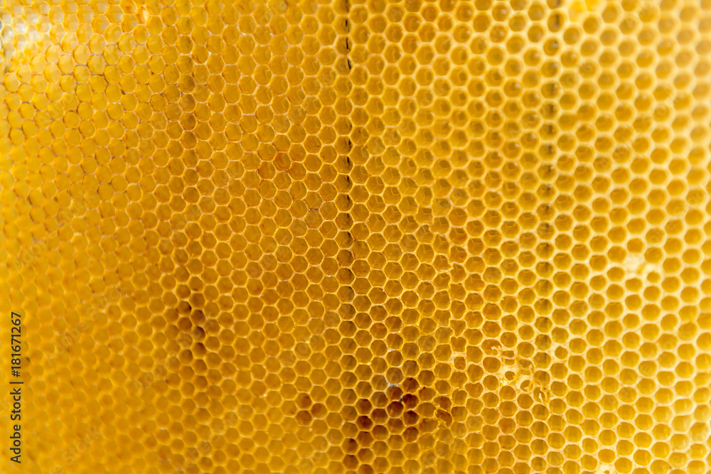 Wax frame with bee honeycombs filled with aromatic medicinal honey. Wax frame with bee honeycombs filled with aromatic medicinal honey.