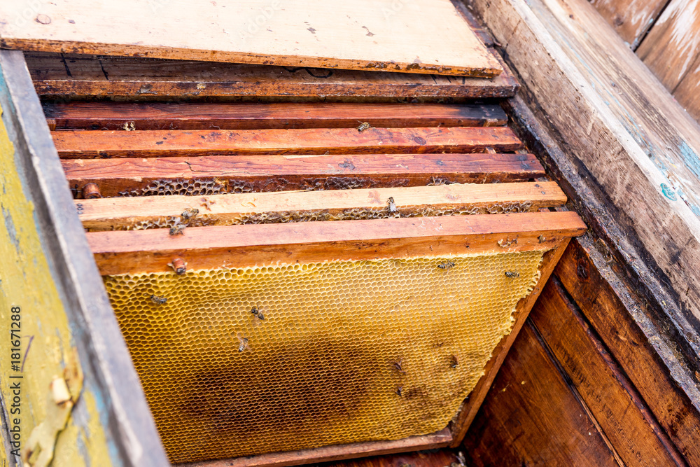 Installation of frames with honeycombs in the hive. Work beekeeper. Healing product of beekeeping. May, flower honey. Installation of frames with honeycombs in the hive. Work beekeeper. Healing product of beekeeping. May, flower honey.
