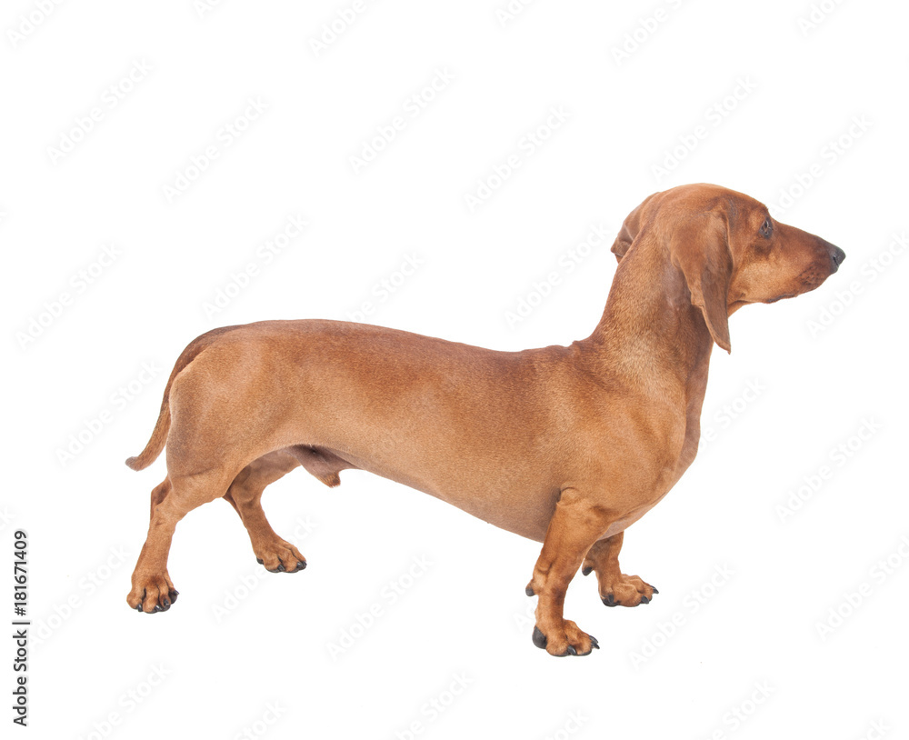 Dachshund Dog isolated over white background Dachshund Dog isolated over white background
