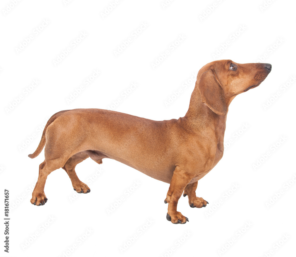 Dachshund Dog isolated over white background Dachshund Dog isolated over white background