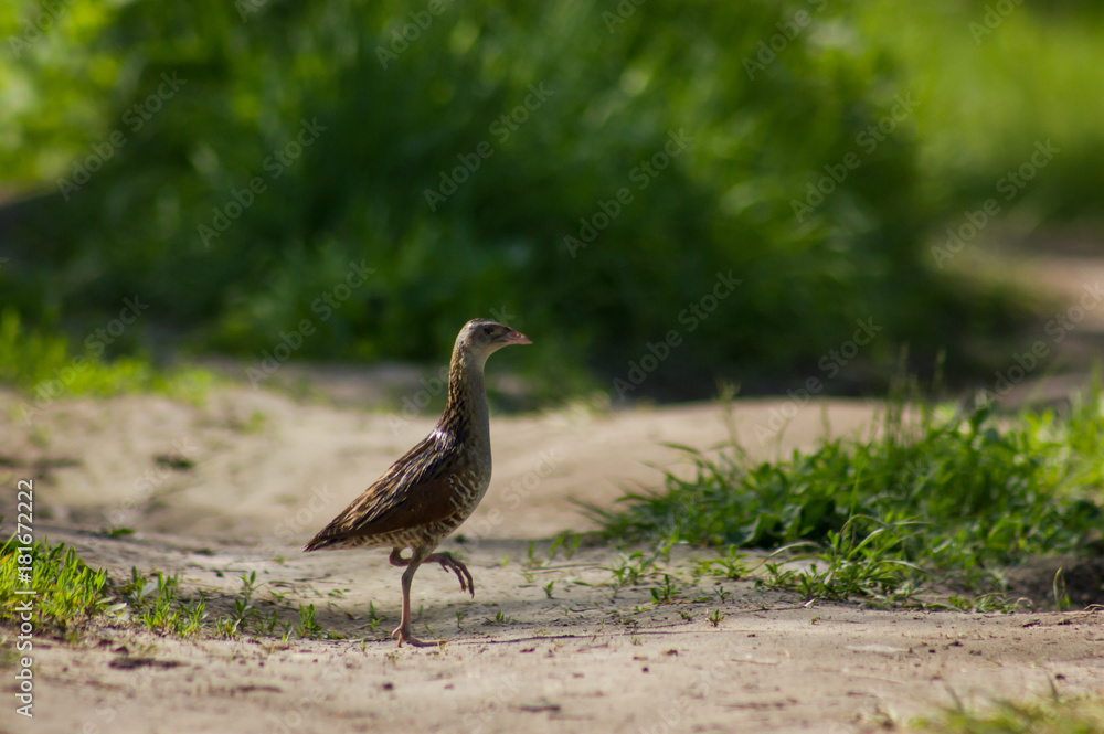 Corncrake (Crex crex) on the track in field Corncrake (Crex crex) on the track in field