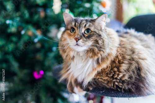 Calico tabby maine coon cat sitting by Christmas tree