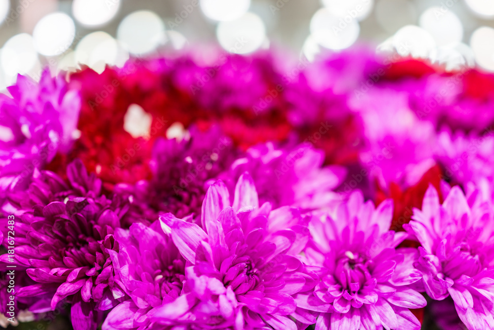 Pink red and purple chrysanthemum background flowers Pink red and purple chrysanthemum background flowers