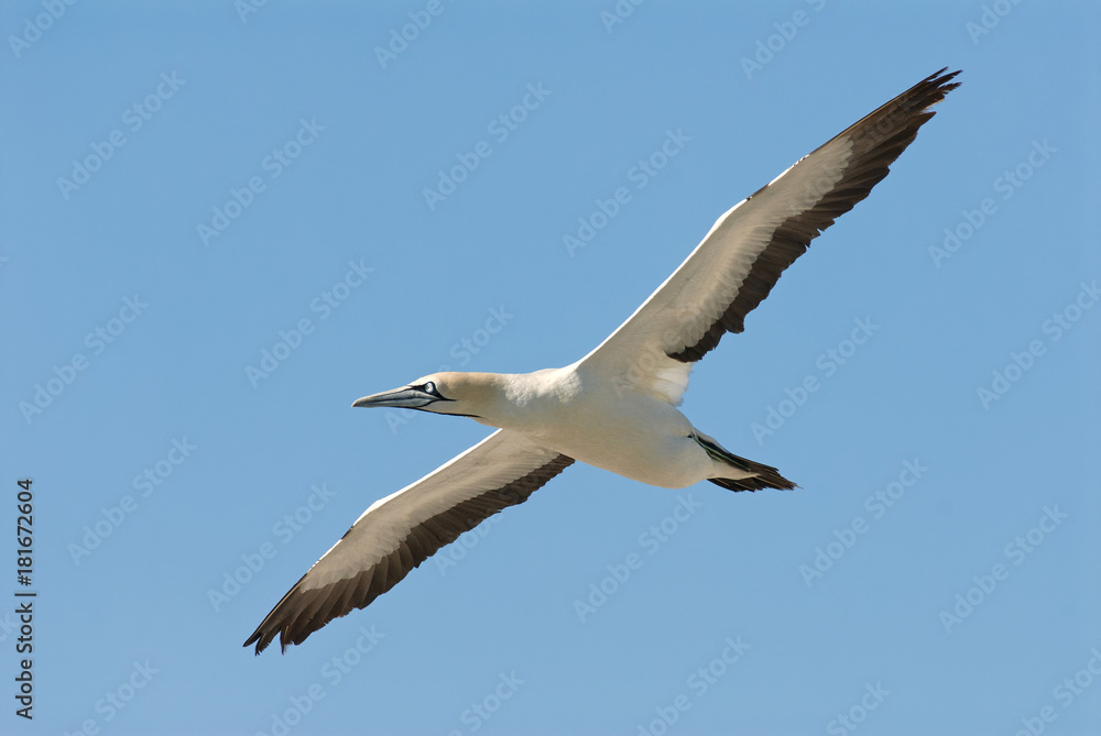Obraz premium Cape Gannets, Morus capensis, Bird Island Nature Reserve, Lambert's Bay, South Africa, big flock of birds