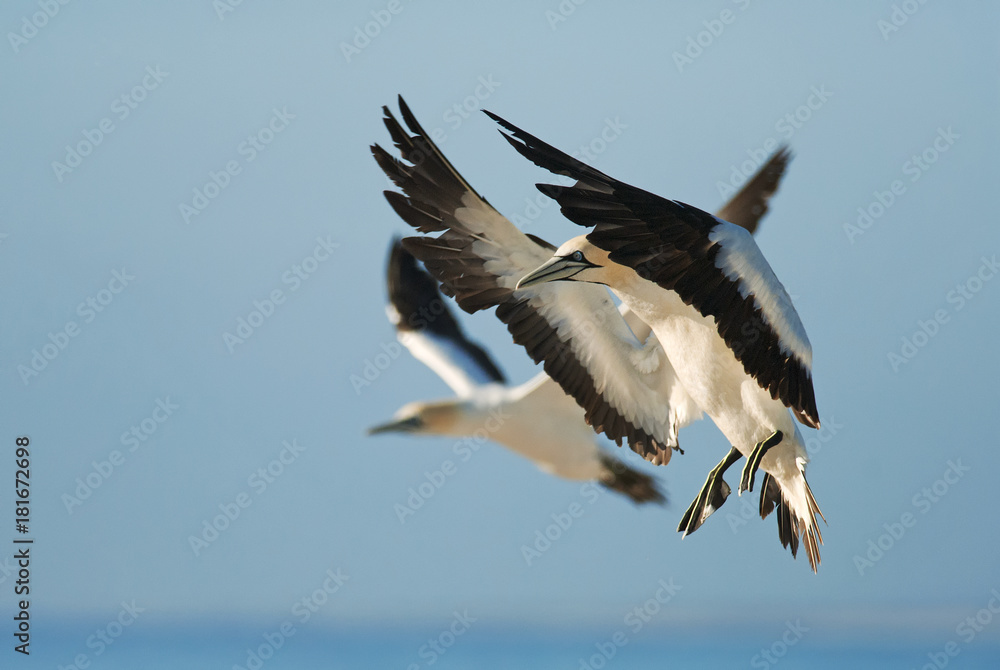 Cape Gannets, Morus capensis, Bird Island Nature Reserve, Lambert's Bay, South Africa, big flock of birds