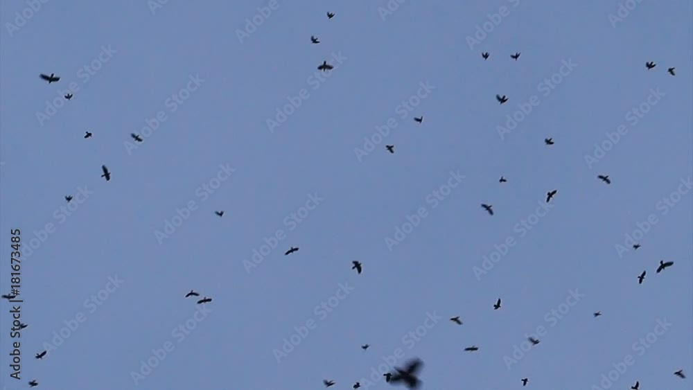 A great many crows are spinning, flies in the sky. A great many crows are spinning, flies in the sky.