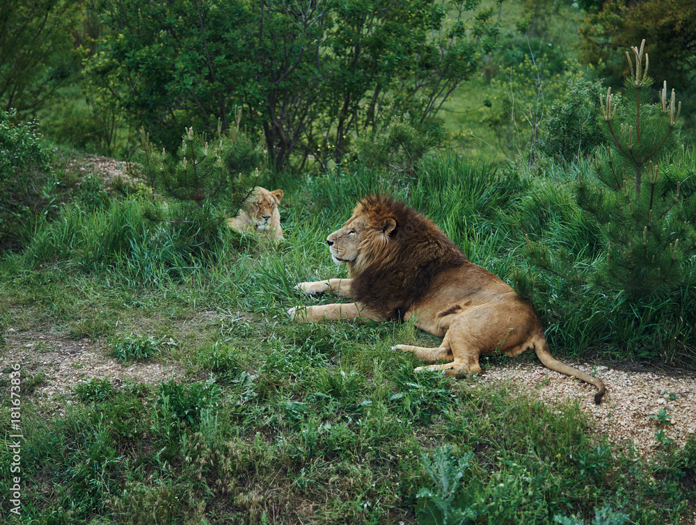 Wildlife, wild animals, lions, pride, nature, animal Wildlife, wild animals, lions, pride, nature, animal