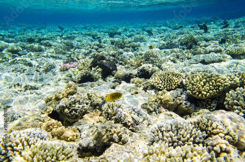Landscape of a coral reef with fish