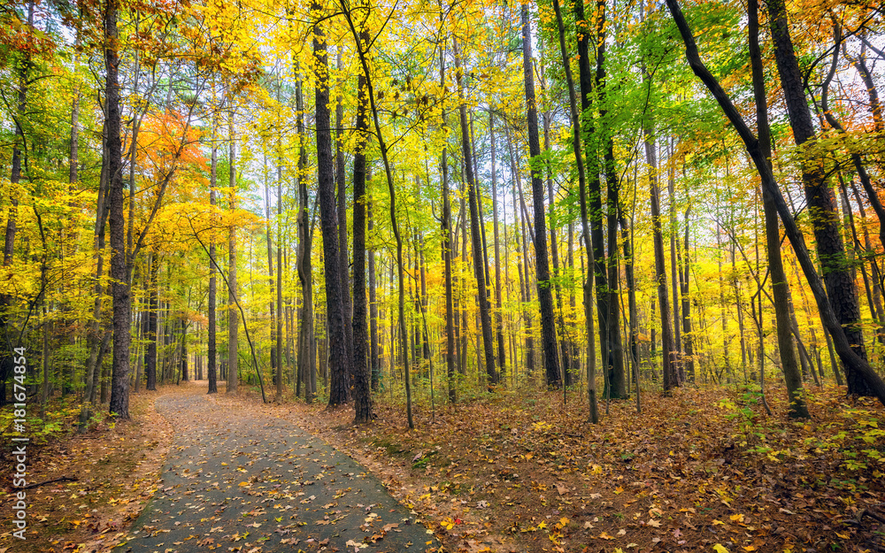 Obraz premium Fall Walk