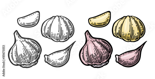 Garlic with slices isolated on white background. Vector vintage engraving Illustration for menu, web and label photo