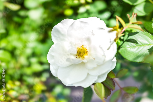 Macro closeup of white rosehip flower with yellow pollen