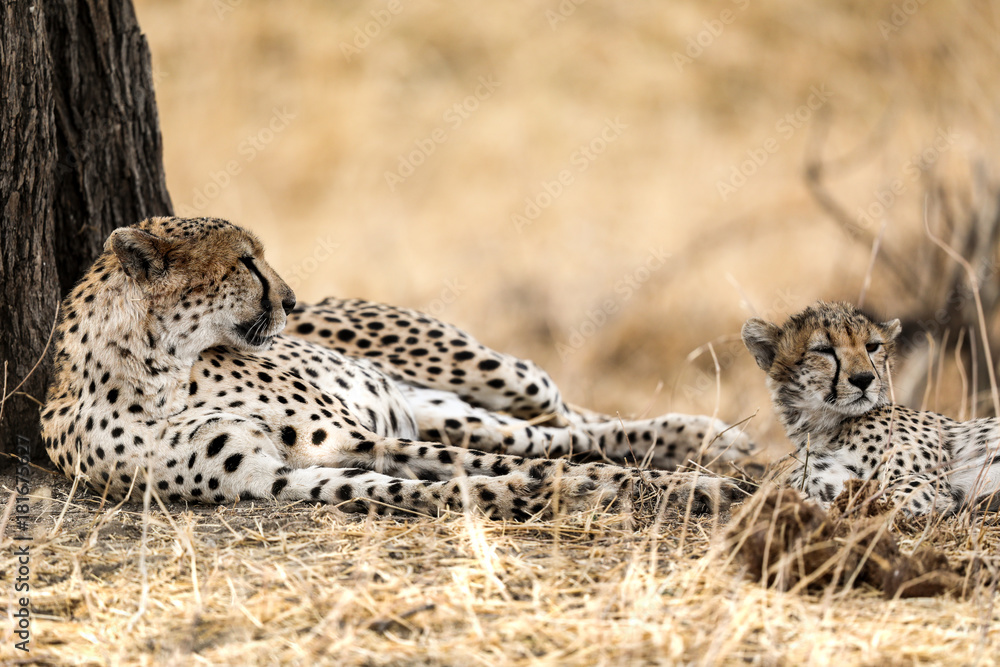 Fototapeta premium Cheetah