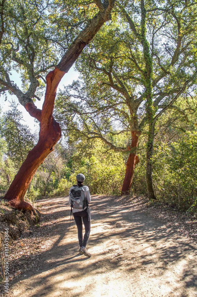 Fototapeta premium Senderista entre alcornoques /Hiker among cork trees. Sierra Norte de Sevilla