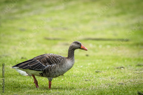 Goose walking on green grass in the spring
