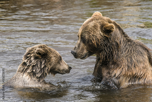Two bears having a serious conversation