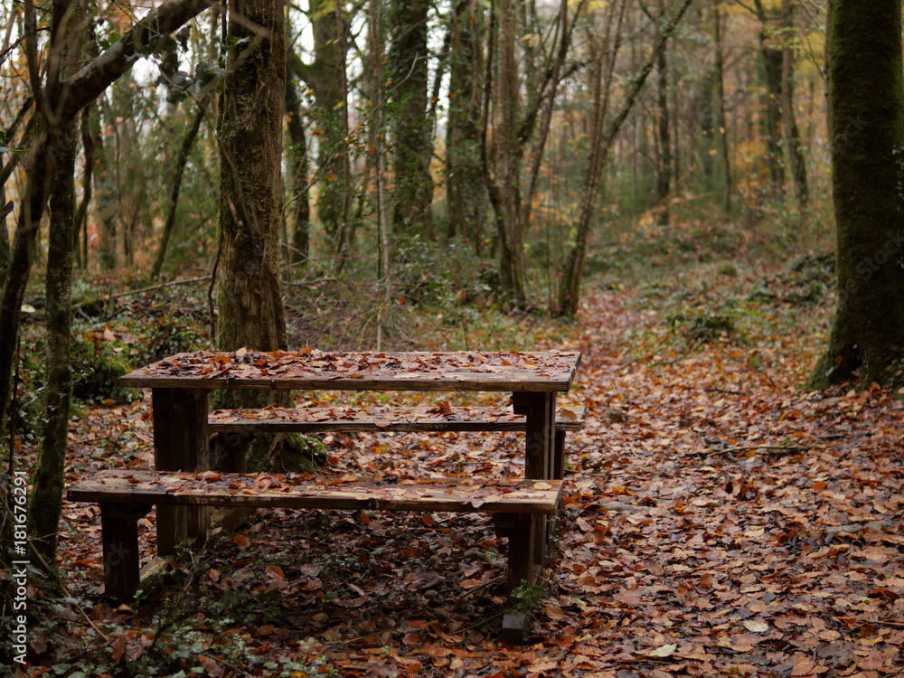 Wooden bench covered with fallen leafs in a park.