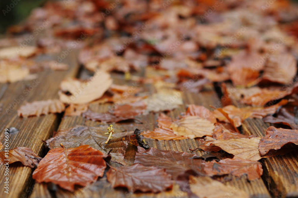 Autumn leafs on a wooden surface. Autumn leafs on a wooden surface.