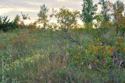 summer evening