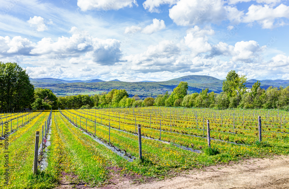 Vineyard rows during summer in Ile D'Orleans, Quebec, Canada with view of Saint Lawrence River