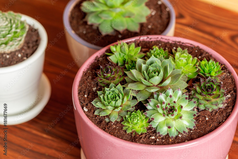 Succulent plants grouped on table