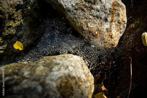 Spiderwebs in Rocks