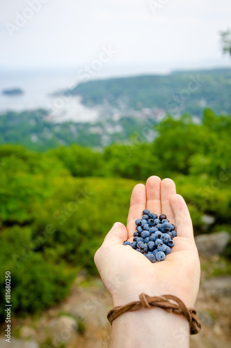 Wild Blueberries overlooking Camden Maine