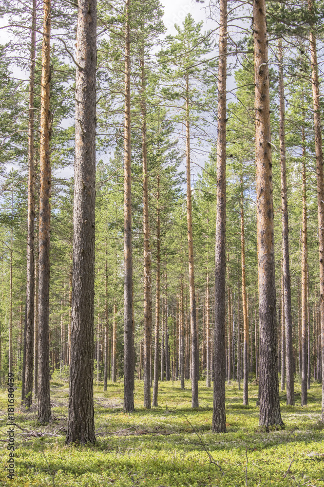 Forêt suédoise
