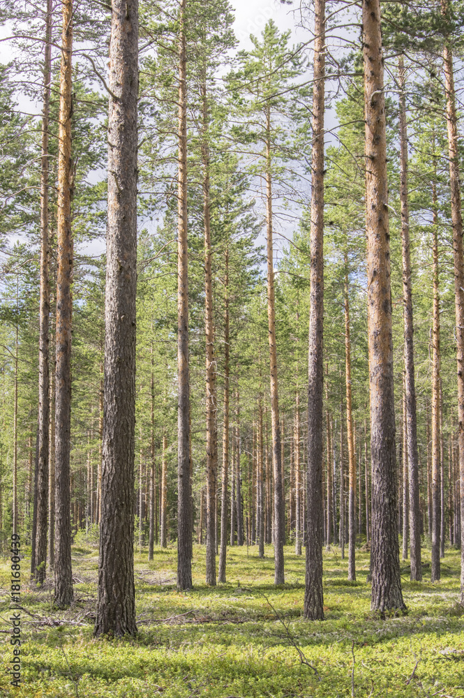 Forêt suédoise
Forêt suédoise
