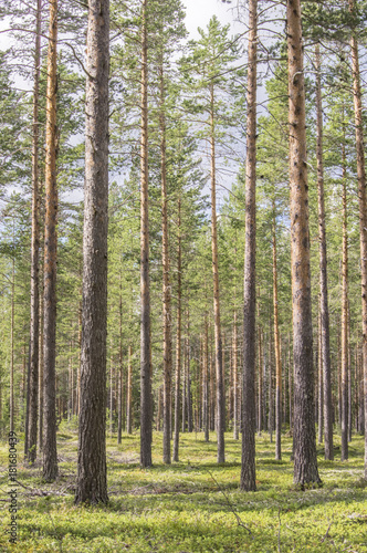 Forêt suédoise 