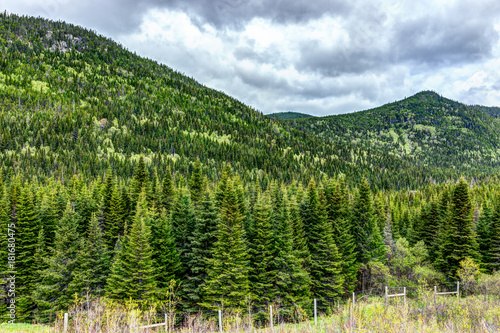 Green pine tree forest in summer with dark, cloudy sky in Quebec, Canada with fence